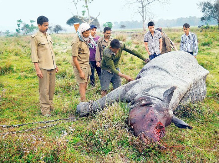 Whither Assam Rhinos? People want swift & decisive action against poaching from the new Government!